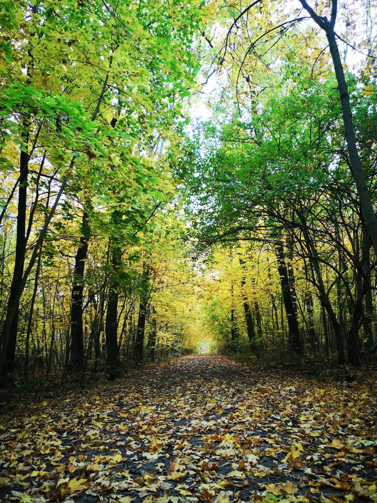 Herbstlicher Waldweg mit goldenen Blättern in Jena